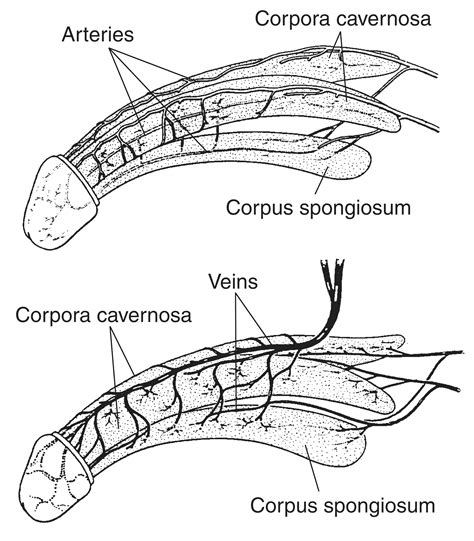 Category : Anatomy of the human penis